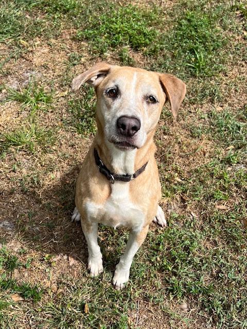 Mocha, a ADOPTABLE mixed breed in Palm City, FL image 1/4