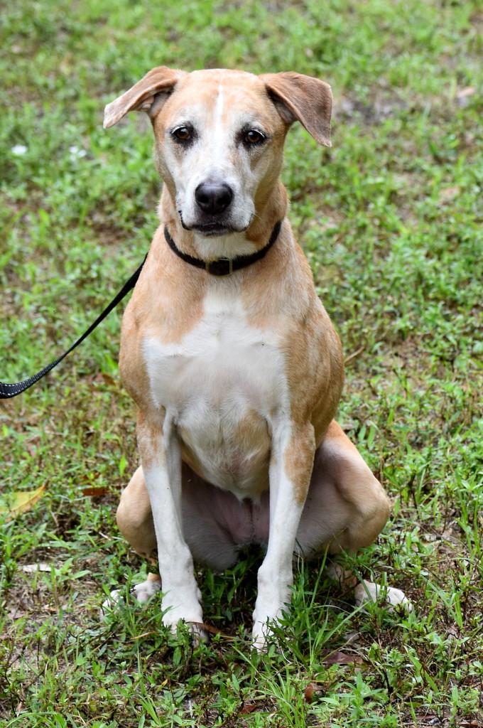 Mocha, a ADOPTABLE mixed breed in Palm City, FL image 2/4