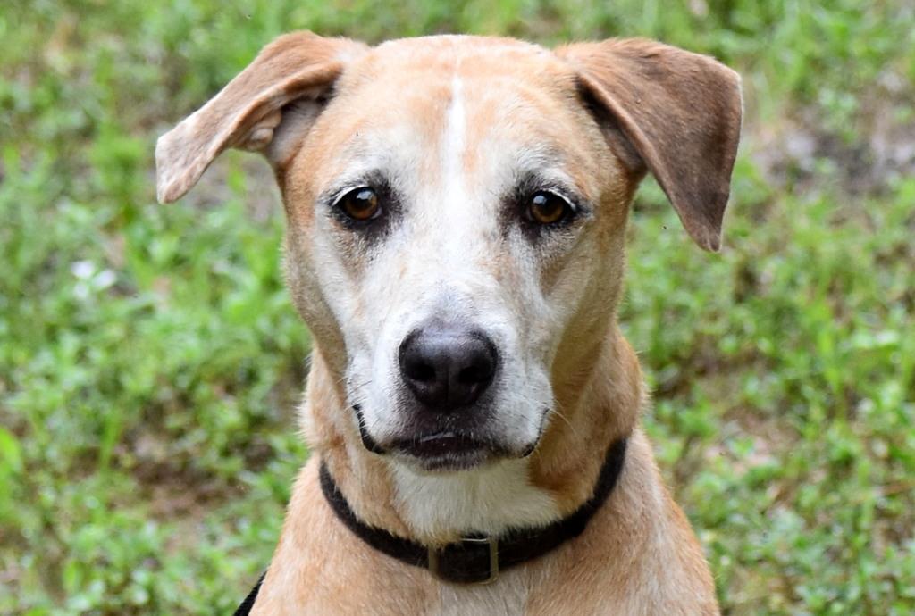 Mocha, a ADOPTABLE mixed breed in Palm City, FL image 3/4