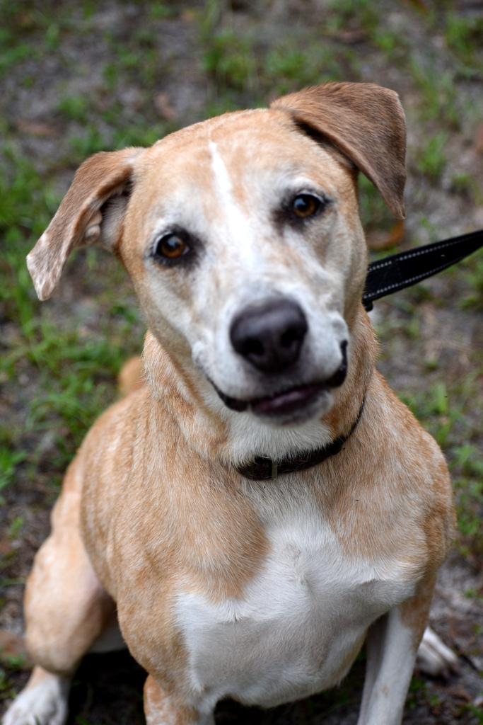 Mocha, a ADOPTABLE mixed breed in Palm City, FL image 4/4