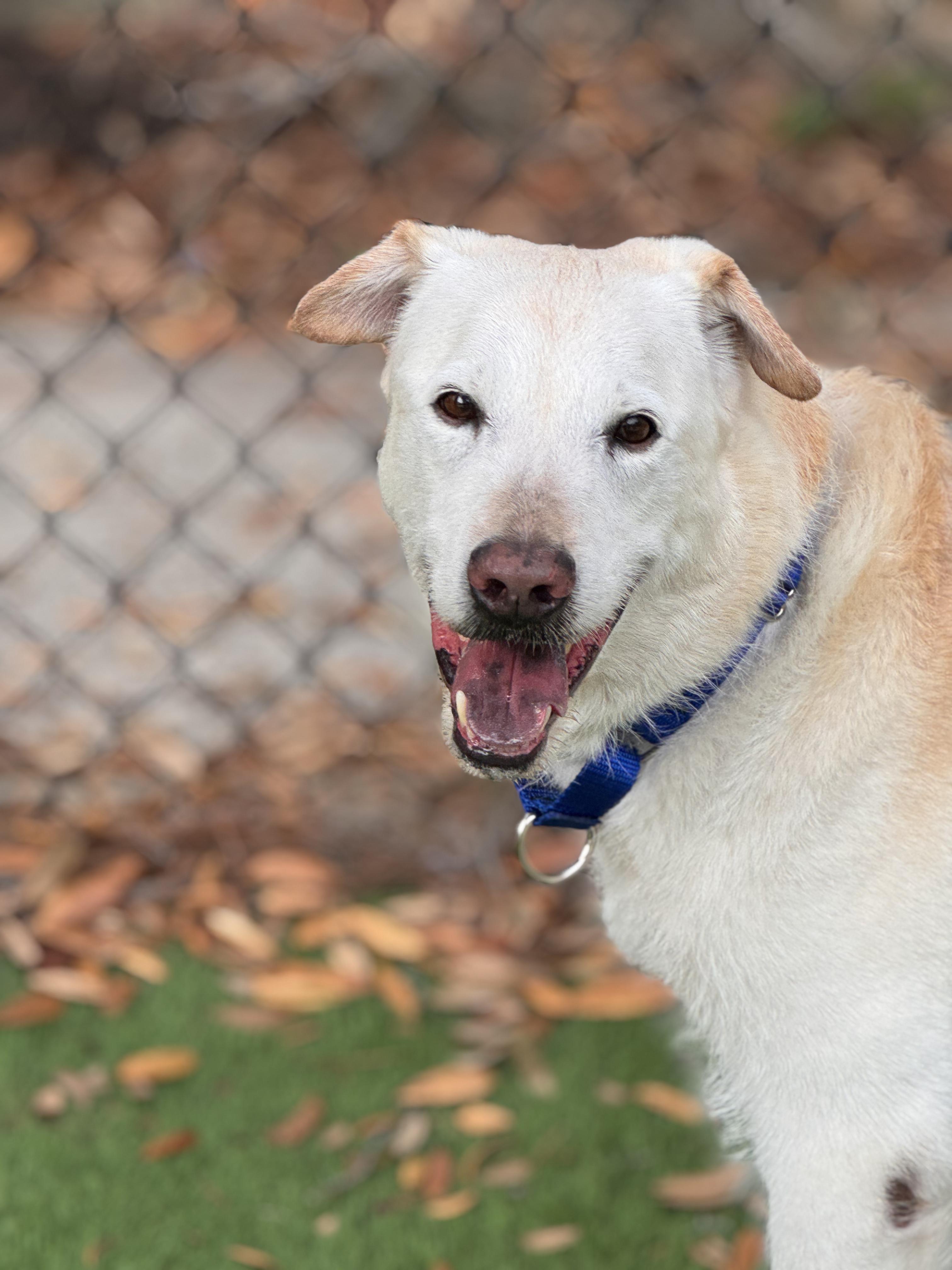 Enlarge Kona, a ADOPTABLE mixed breed in Pawleys Island, SC image 2/3