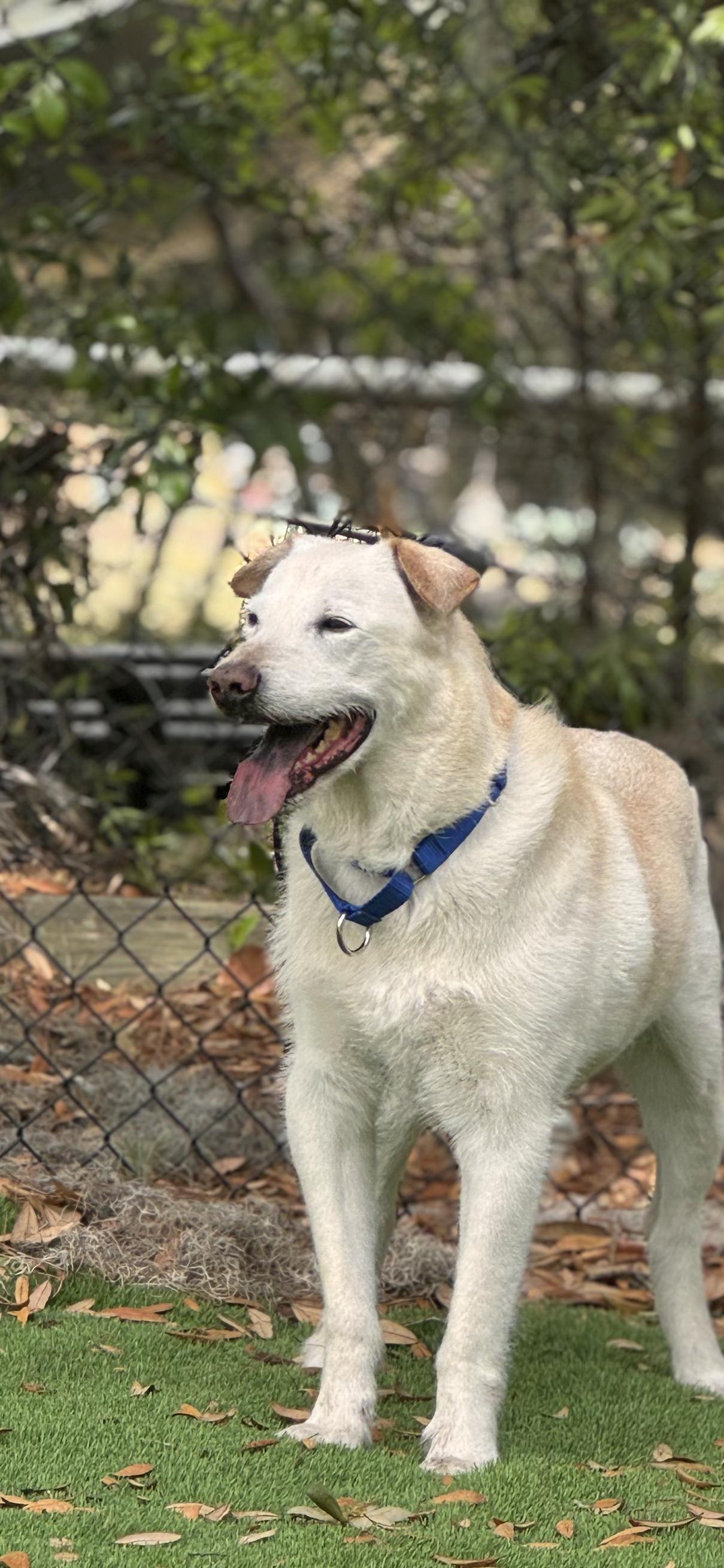 Enlarge Kona, a ADOPTABLE mixed breed in Pawleys Island, SC image 3/3