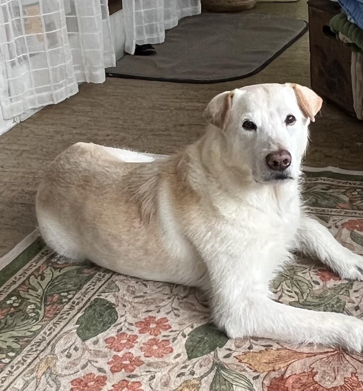 Enlarge Kona, a ADOPTABLE mixed breed in Pawleys Island, SC image 5/5