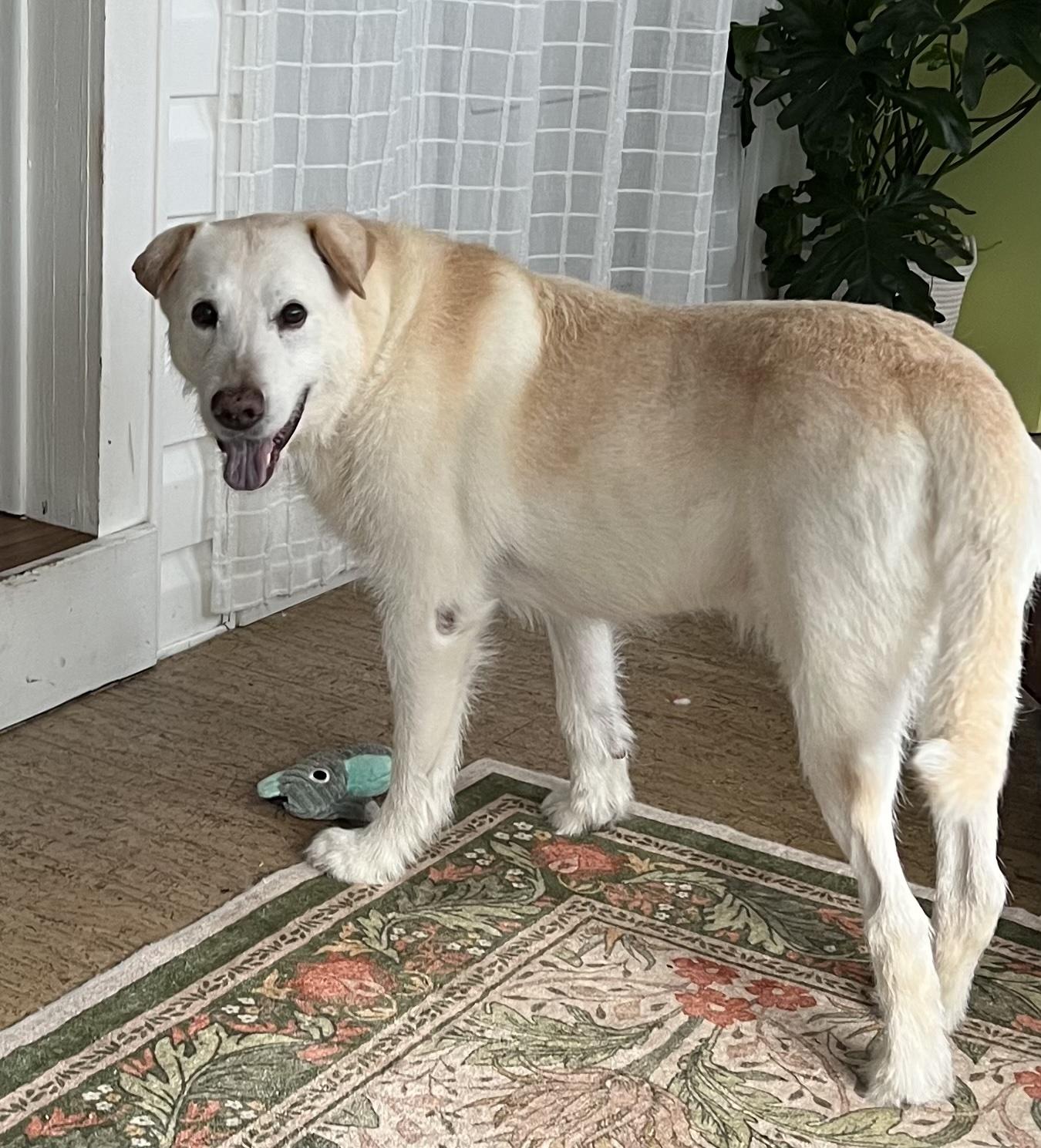 Enlarge Kona, a ADOPTABLE mixed breed in Pawleys Island, SC image 1/5