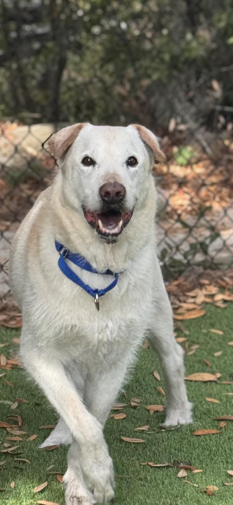 Kona, ADOPTABLE, Senior Male Shepherd.