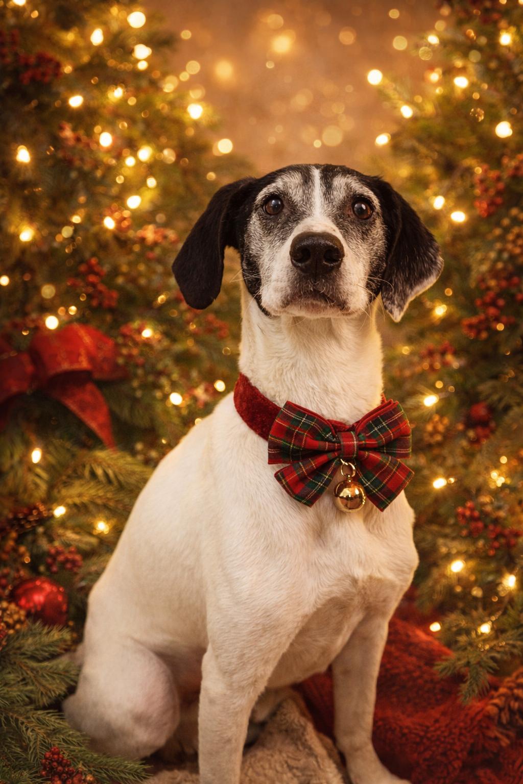 Enlarge Roscoe, a ADOPTABLE mixed breed in Fairfield, IA image 1/1