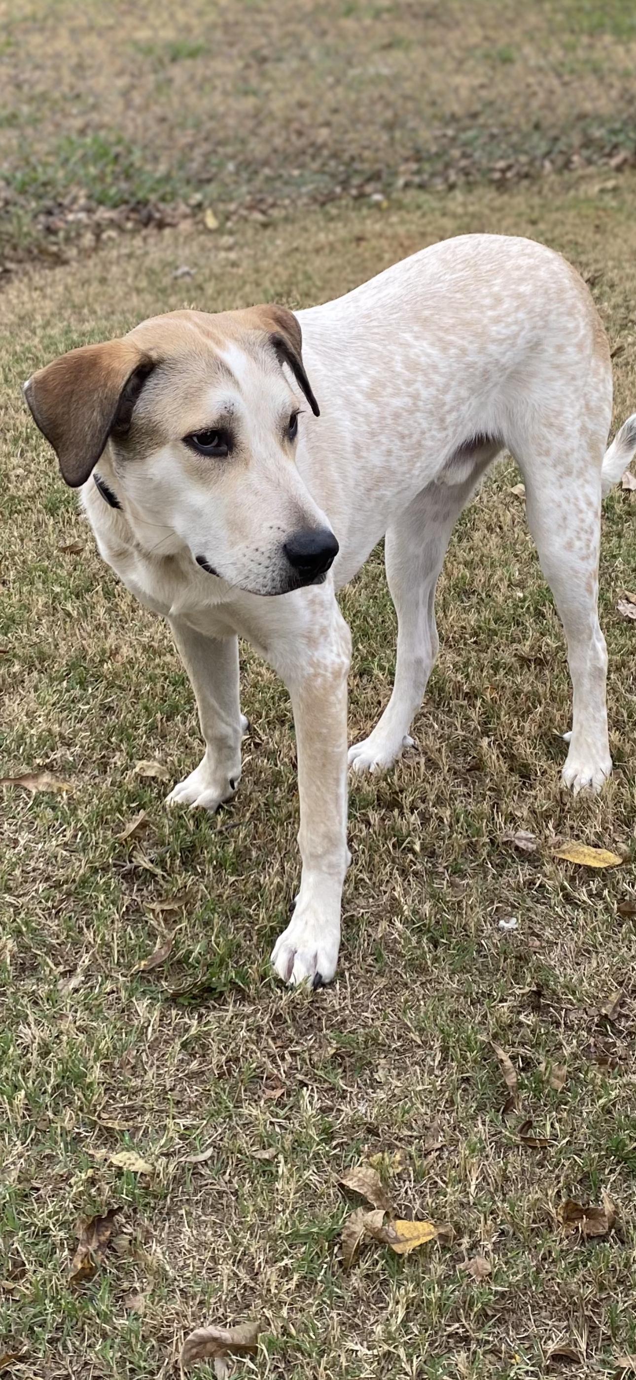 Bubs J, a Adoptable mixed breed in Dallas, TX image 2/2