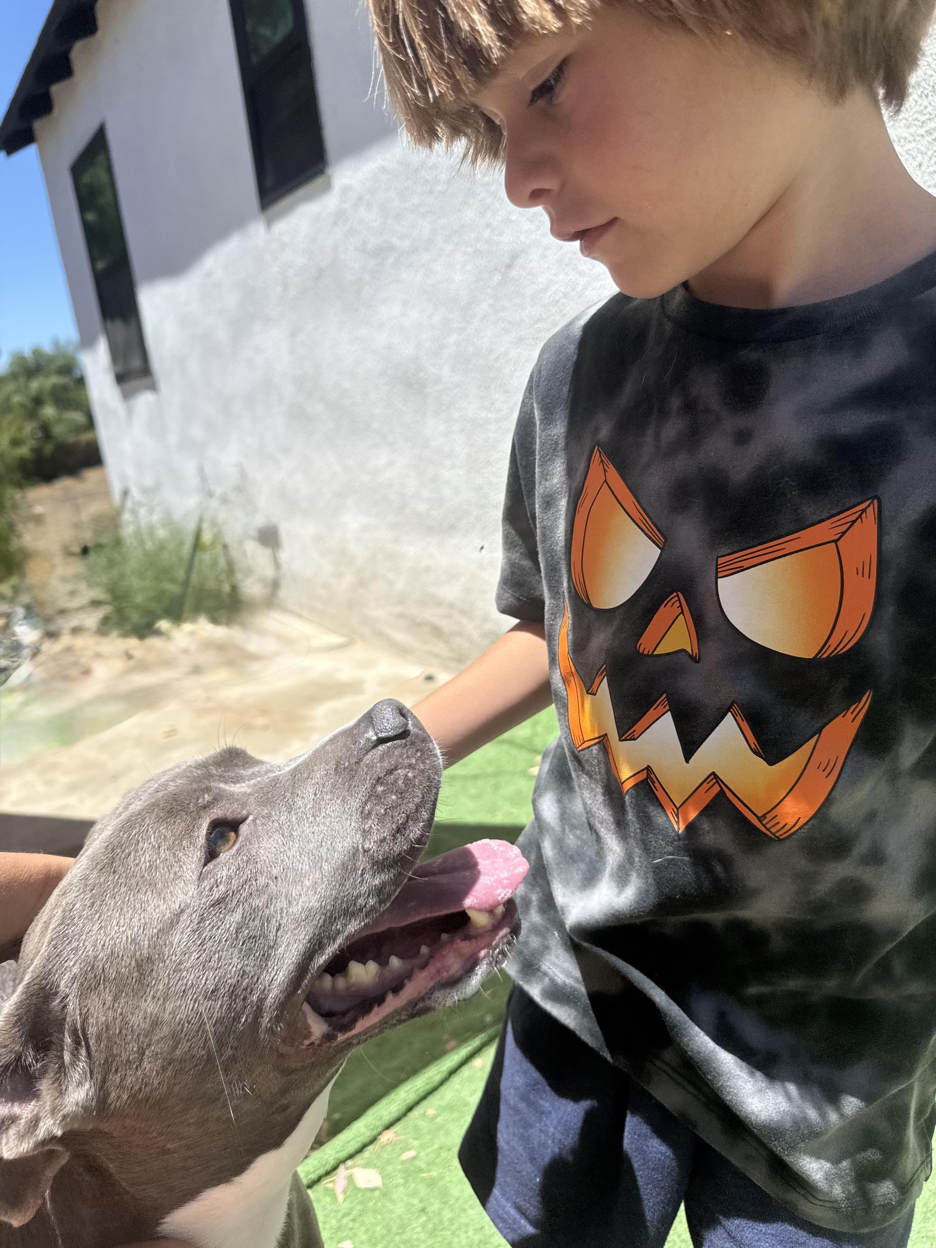 SWEETIE, an adopted Pit Bull Terrier in Portland , OR image 5/6