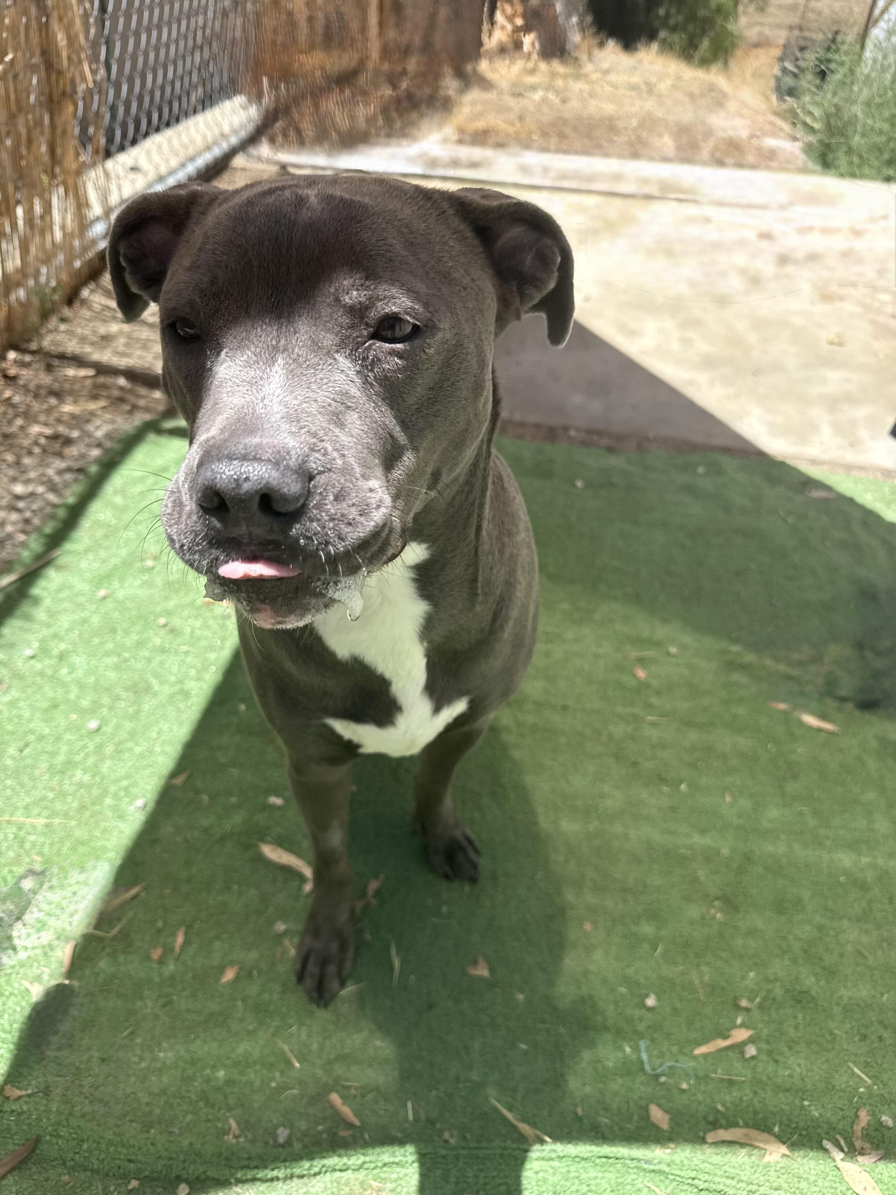 SWEETIE, an adopted Pit Bull Terrier in Portland , OR image 2/6