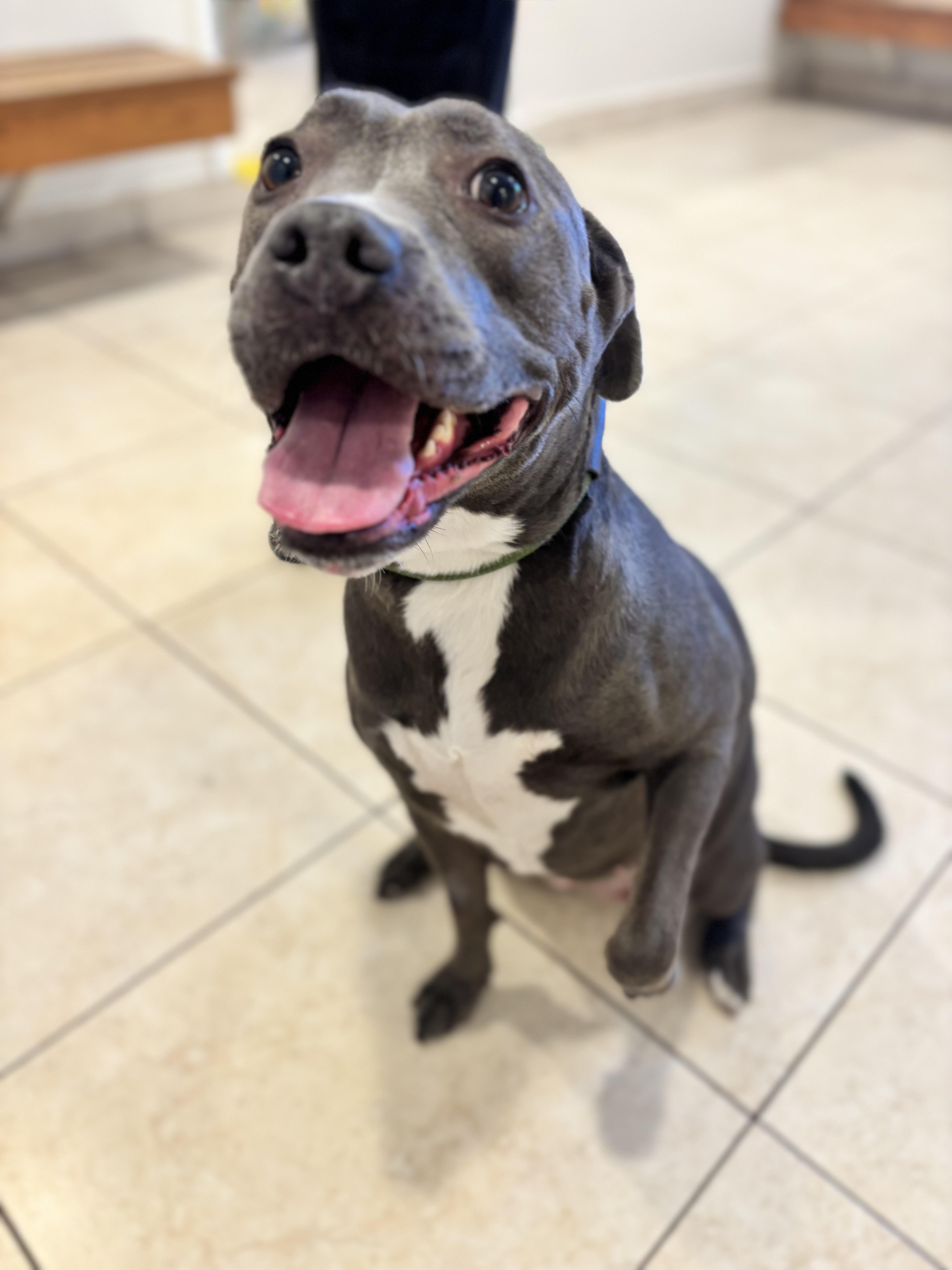 SWEETIE, adopted, Adult Female Pit Bull Terrier.
