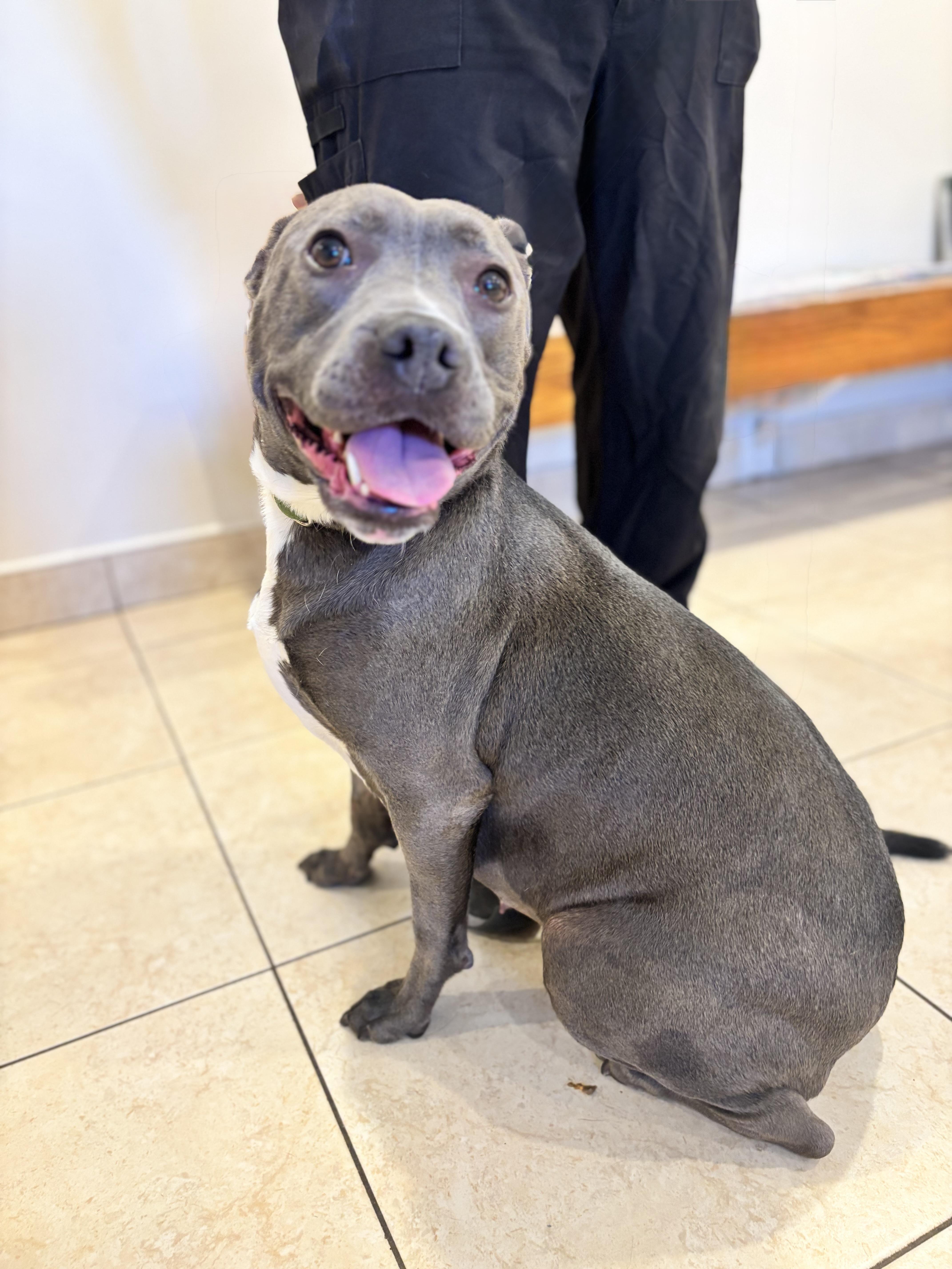 SWEETIE, an adopted Pit Bull Terrier in Portland , OR image 6/6