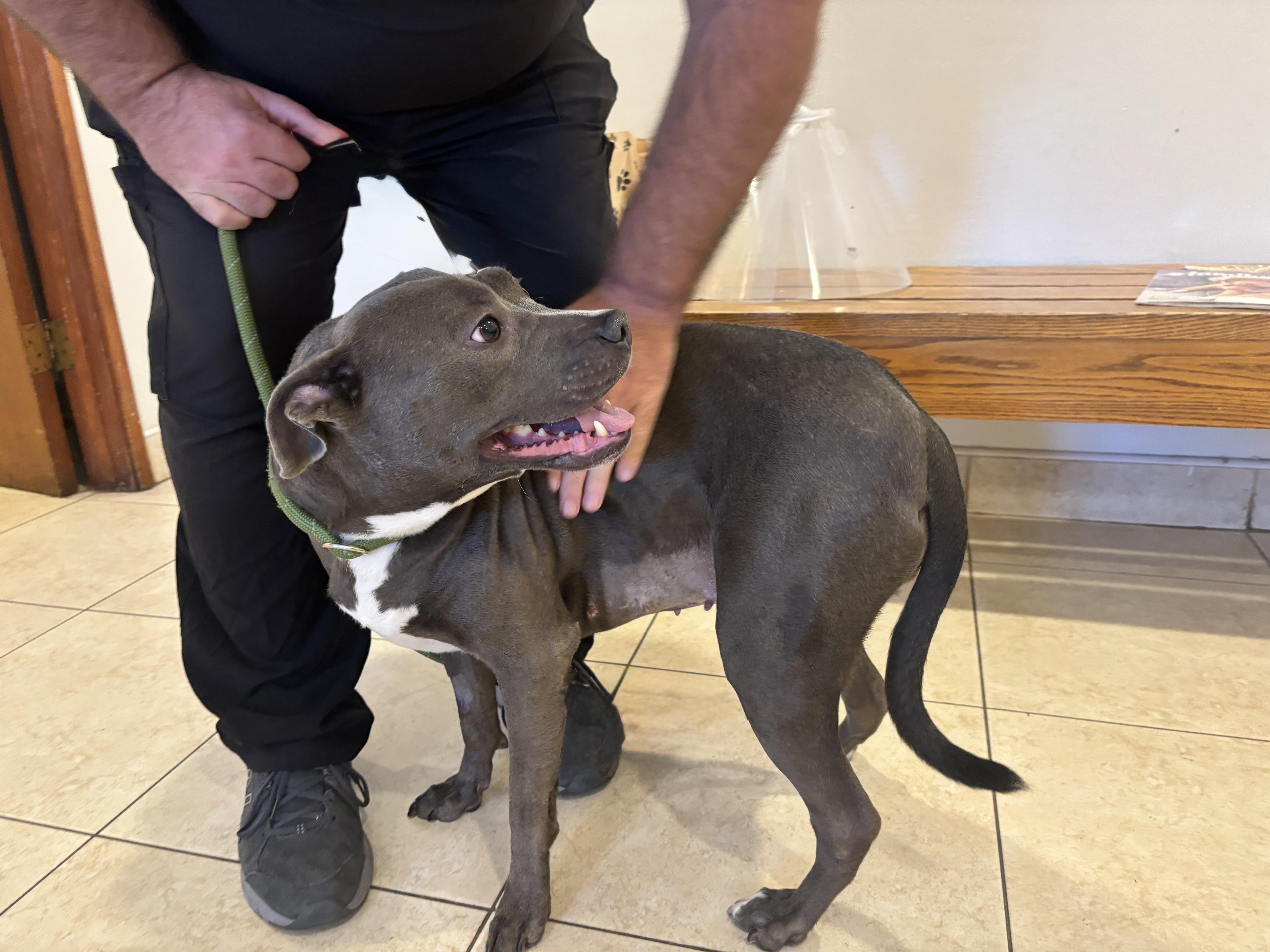 SWEETIE, an adopted Pit Bull Terrier in Portland , OR image 3/6