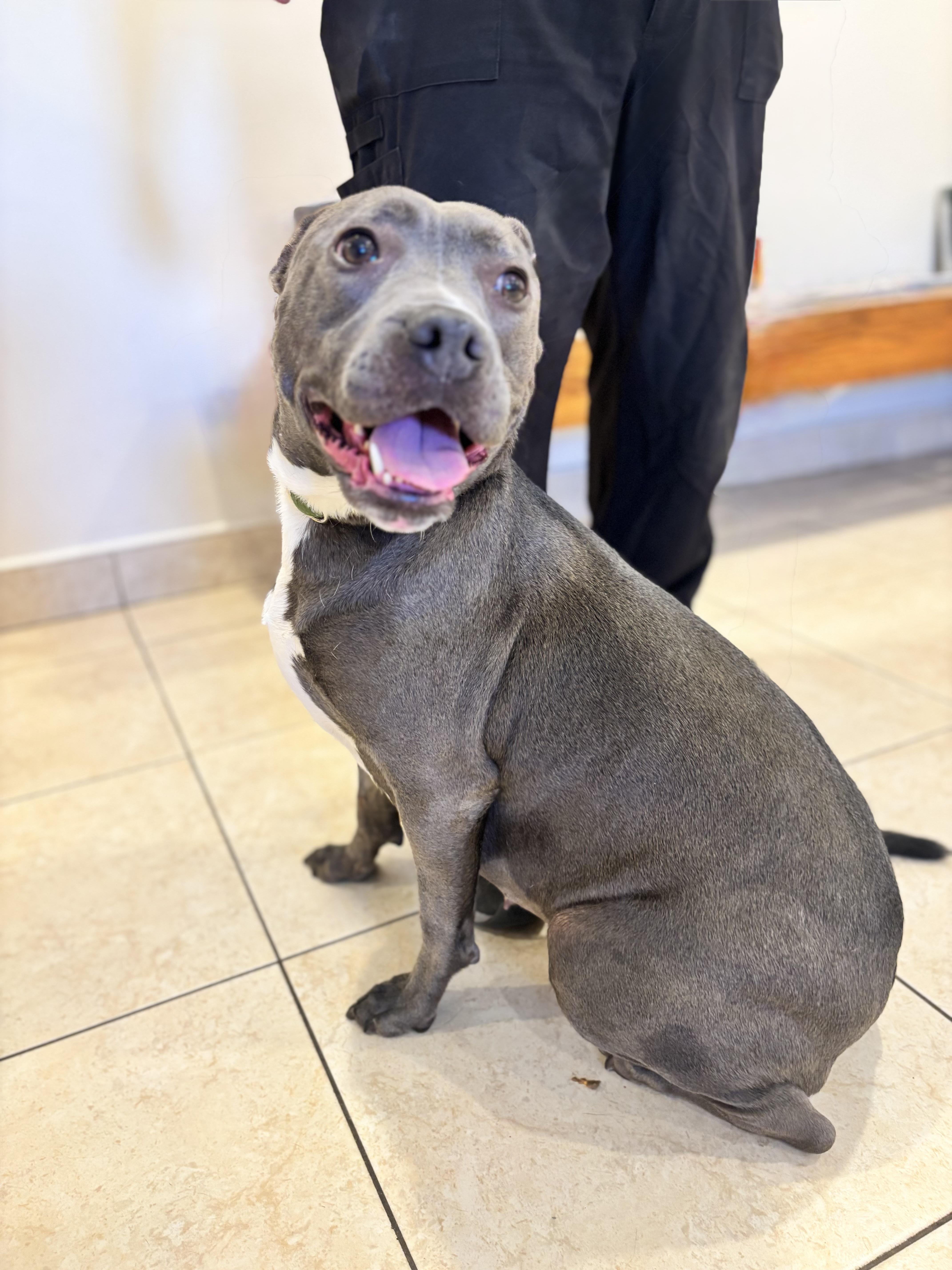 SWEETIE, an adopted Pit Bull Terrier in Portland , OR image 4/6