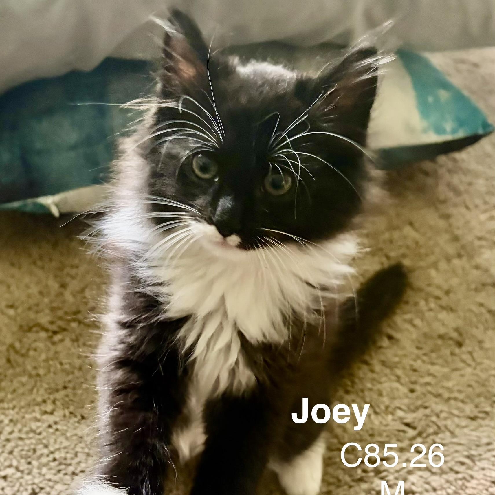 Enlarge Foster Joey, a Adoptable Domestic Long Hair in Batavia, NY image 1/1