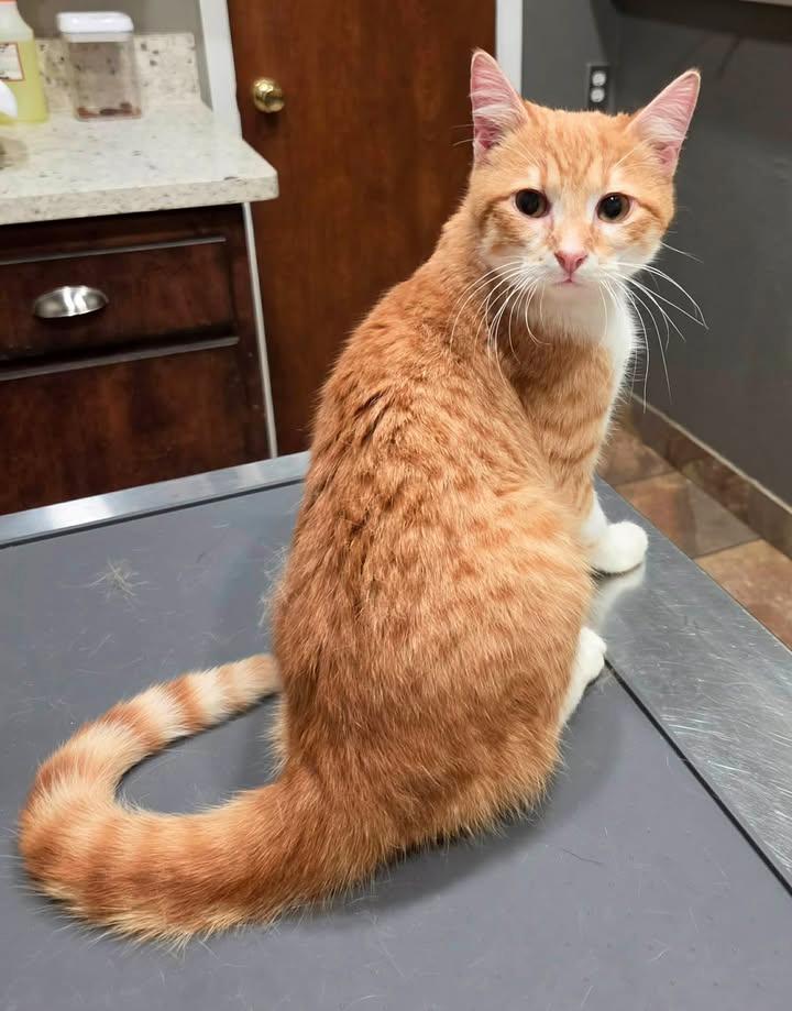 Enlarge Bugsy, an adopted Domestic Short Hair in College Station, TX image 2/2