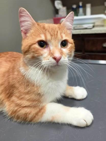 Enlarge Bugsy, an adopted Domestic Short Hair in College Station, TX image 1/2