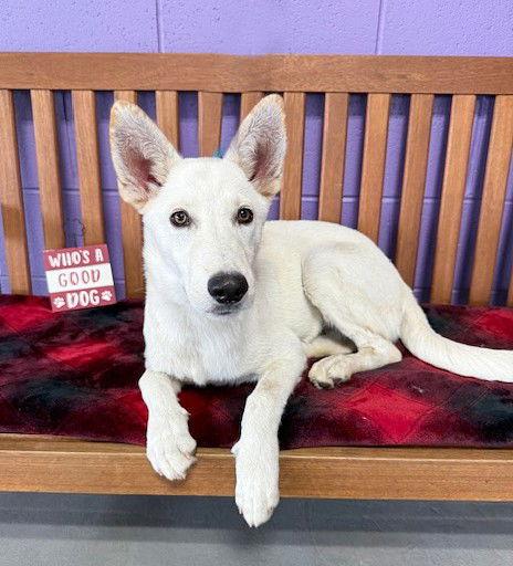 Enlarge **ZEUS**, a Adoptable White German Shepherd in North Prairie, WI image 1/3