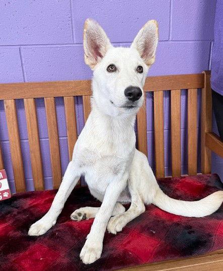 Enlarge **ZEUS**, a Adoptable White German Shepherd in North Prairie, WI image 3/3