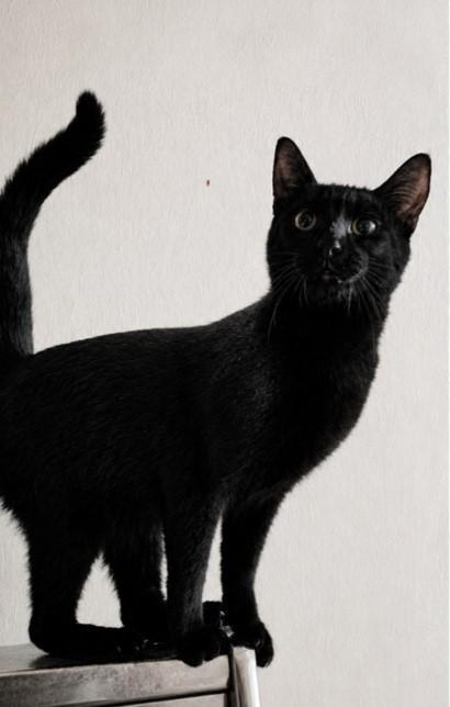 Clyde, a Adoptable Domestic Short Hair in Byran, OH image 3/6