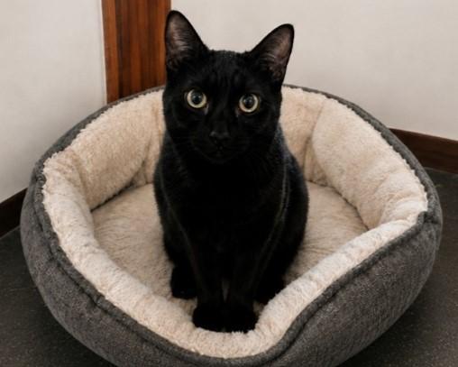 Clyde, Adoptable, Kitten Male Domestic Short Hair.