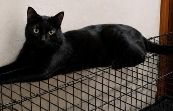 Clyde, a Adoptable Domestic Short Hair in Byran, OH image 2/6
