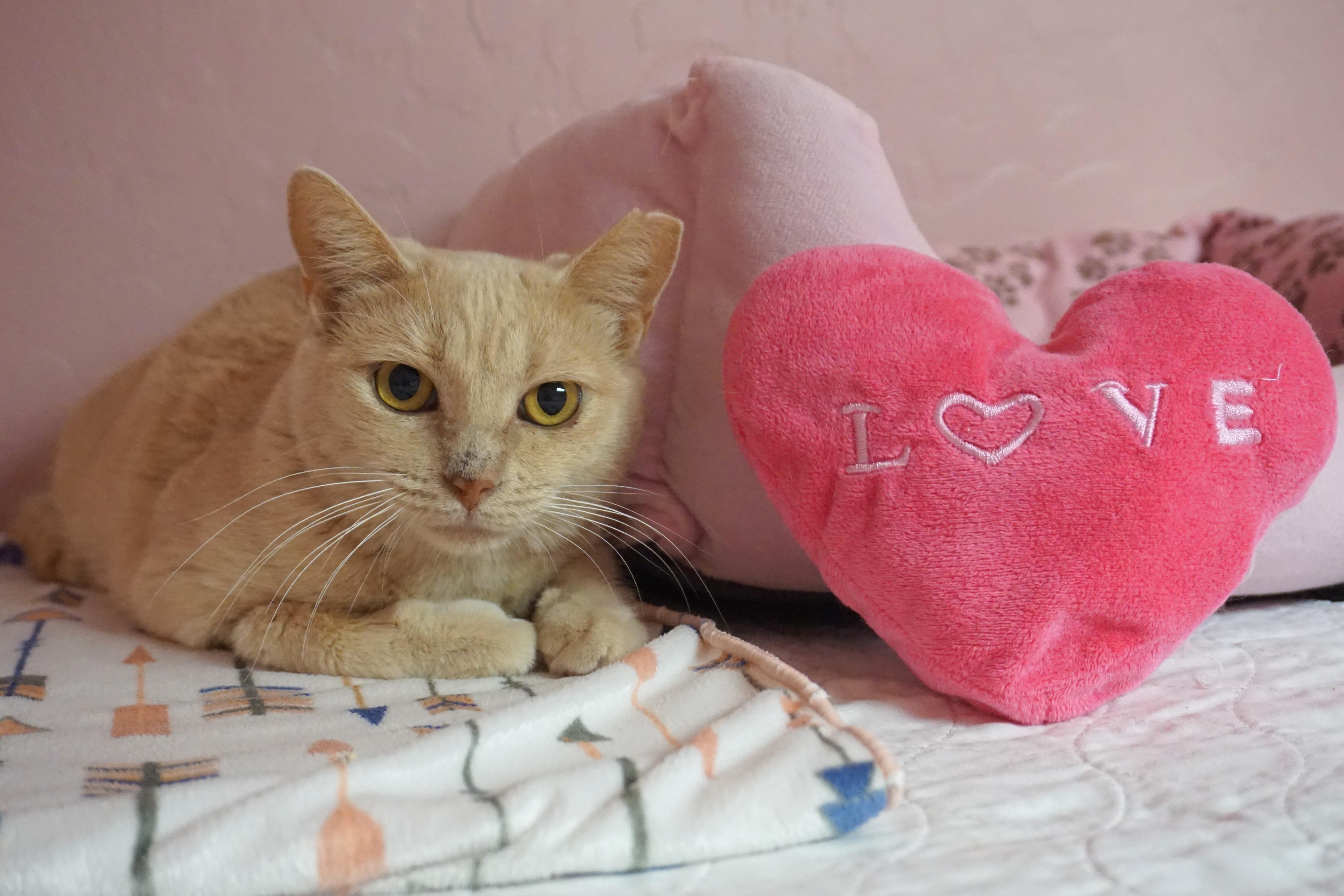 Eggnog, ADOPTABLE, Adult Female Domestic Short Hair.