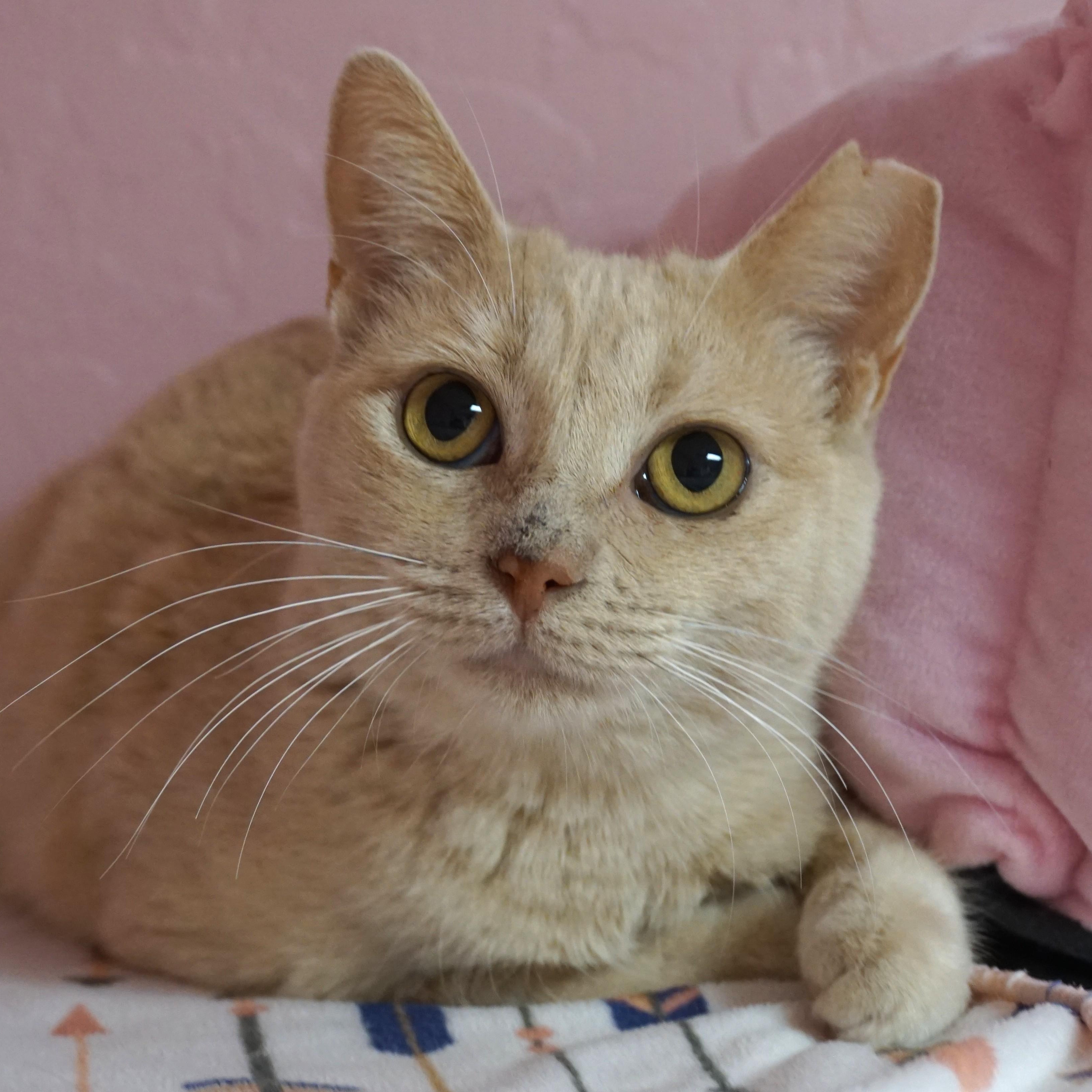 Enlarge Eggnog, a ADOPTABLE Domestic Short Hair in Fountain Hills, AZ image 2/3