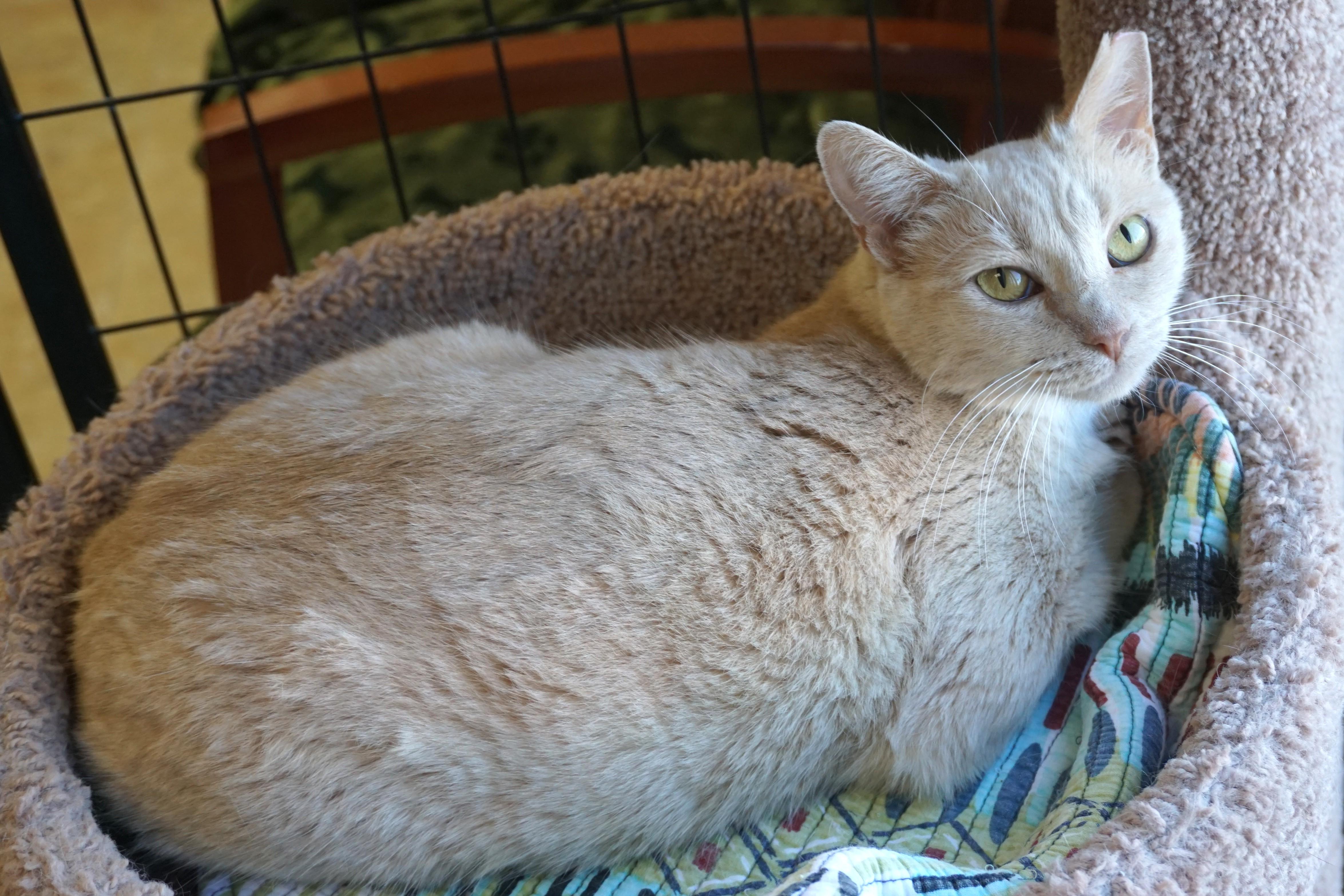 Enlarge Eggnog, a ADOPTABLE Domestic Short Hair in Fountain Hills, AZ image 3/3