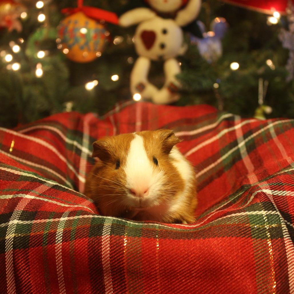Teddy (bonded with Chico), Adoptable, Young Male Guinea Pig & Guinea Pig.