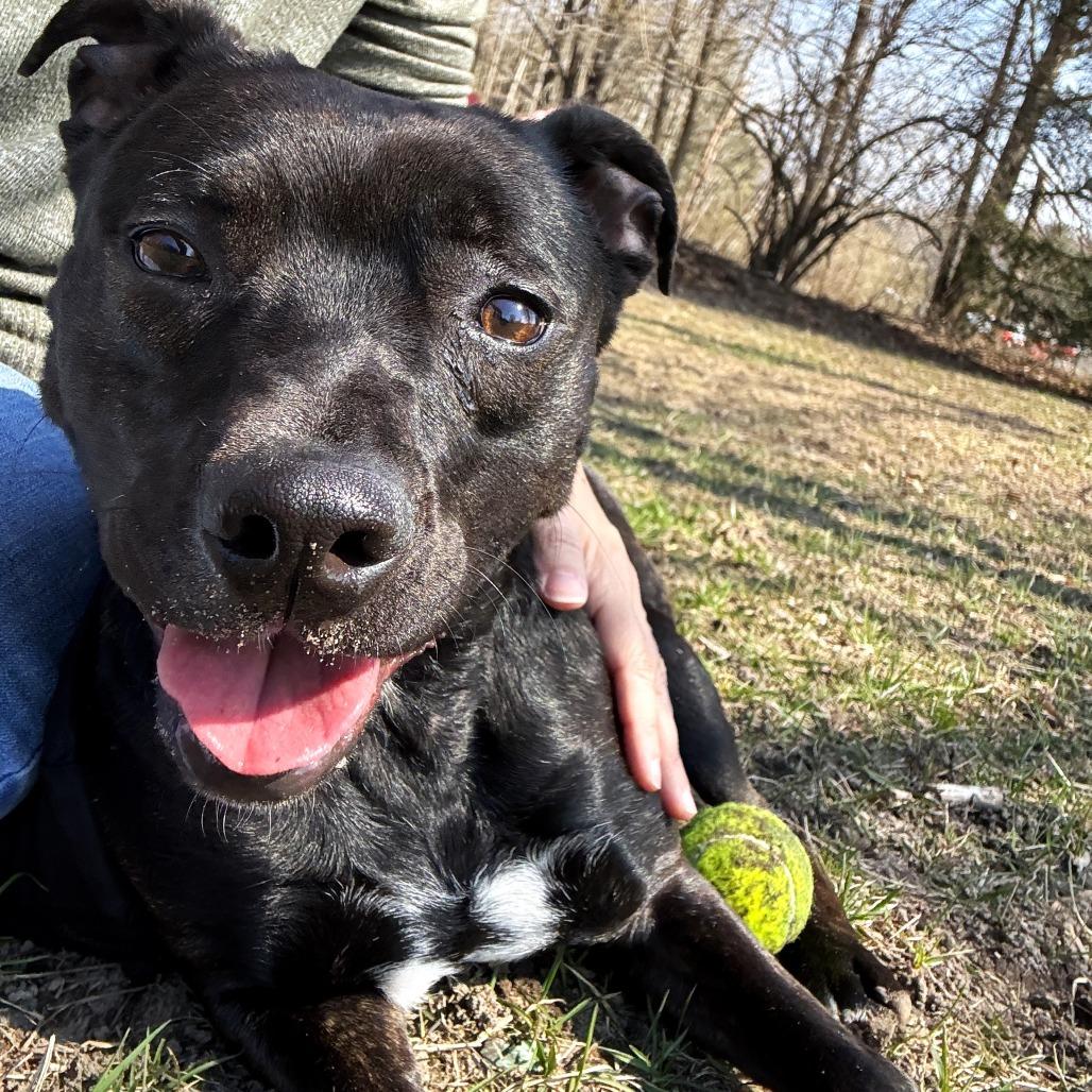 Enlarge Stu, a Adoptable Terrier in Michigan City, IN image 1/6