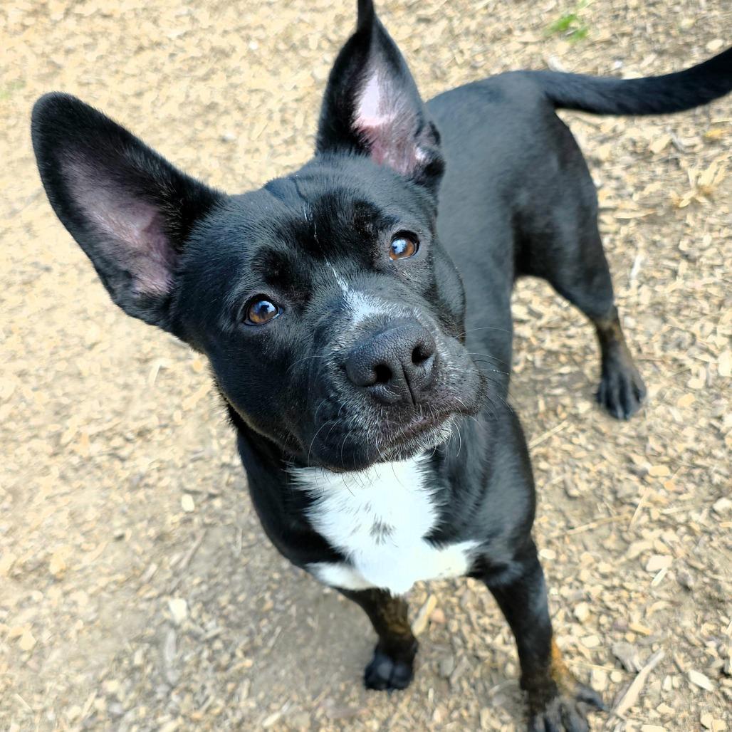 Enlarge Stu, a Adoptable Terrier in Michigan City, IN image 2/6