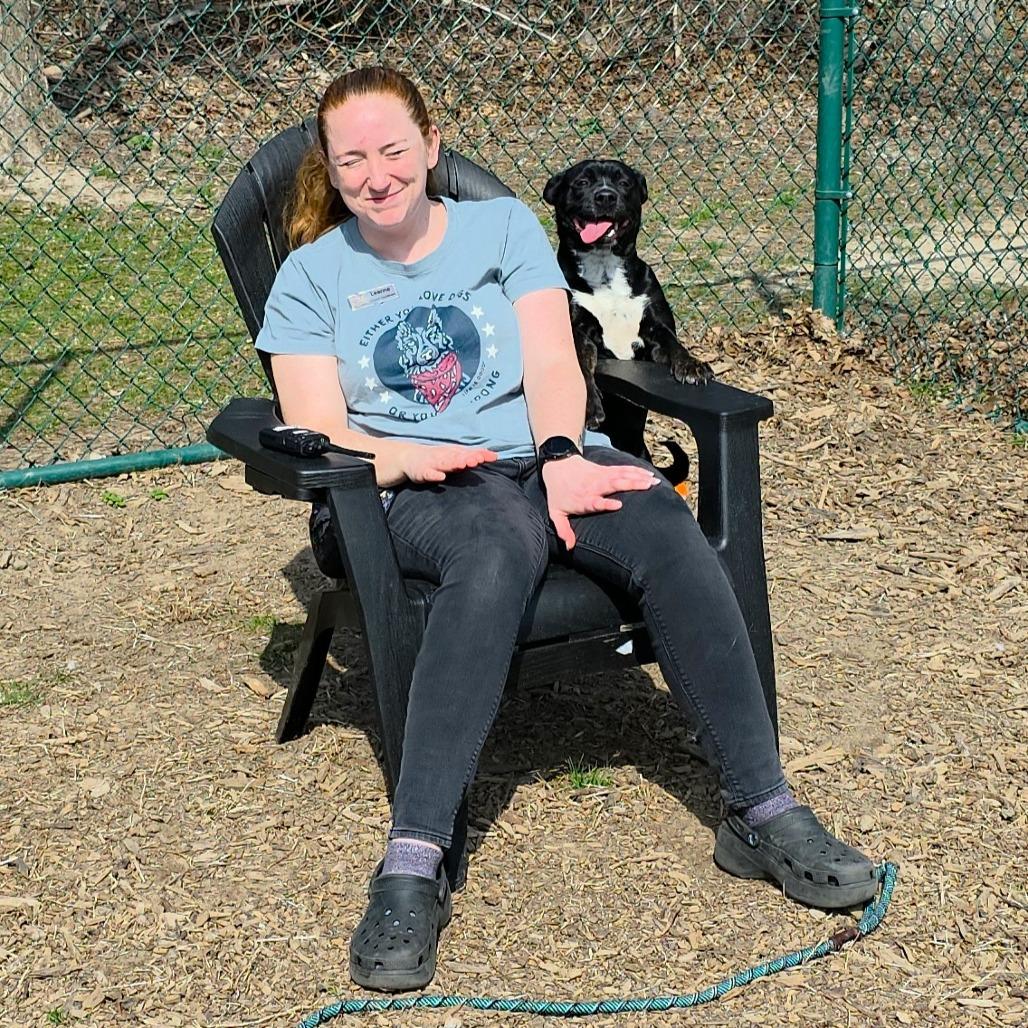 Enlarge Stu, a Adoptable Terrier in Michigan City, IN image 3/6
