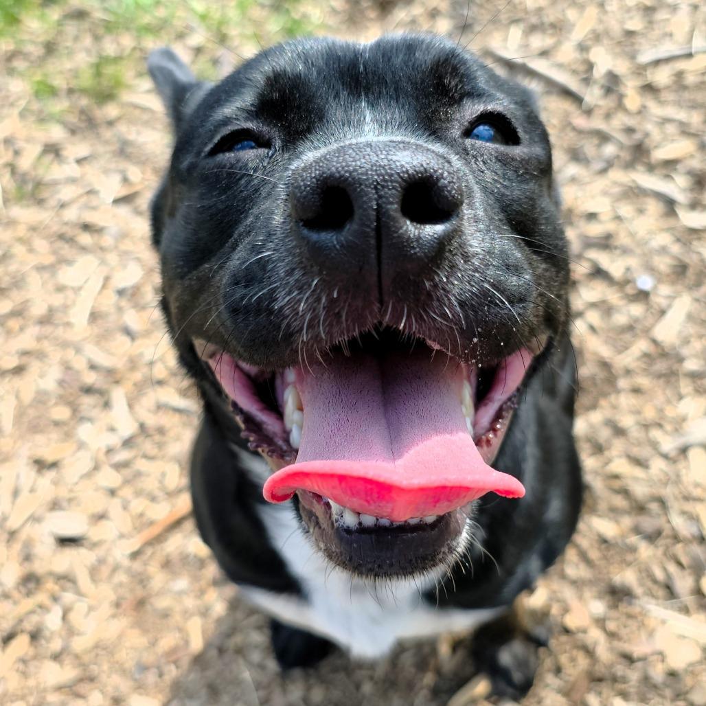 Enlarge Stu, a Adoptable Terrier in Michigan City, IN image 4/6