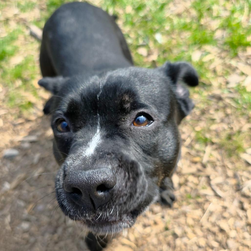 Enlarge Stu, a Adoptable Terrier in Michigan City, IN image 5/6