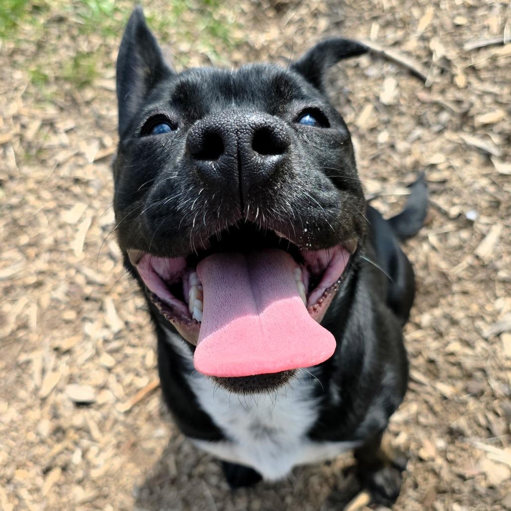 Enlarge Stu, a Adoptable Terrier in Michigan City, IN image 6/6