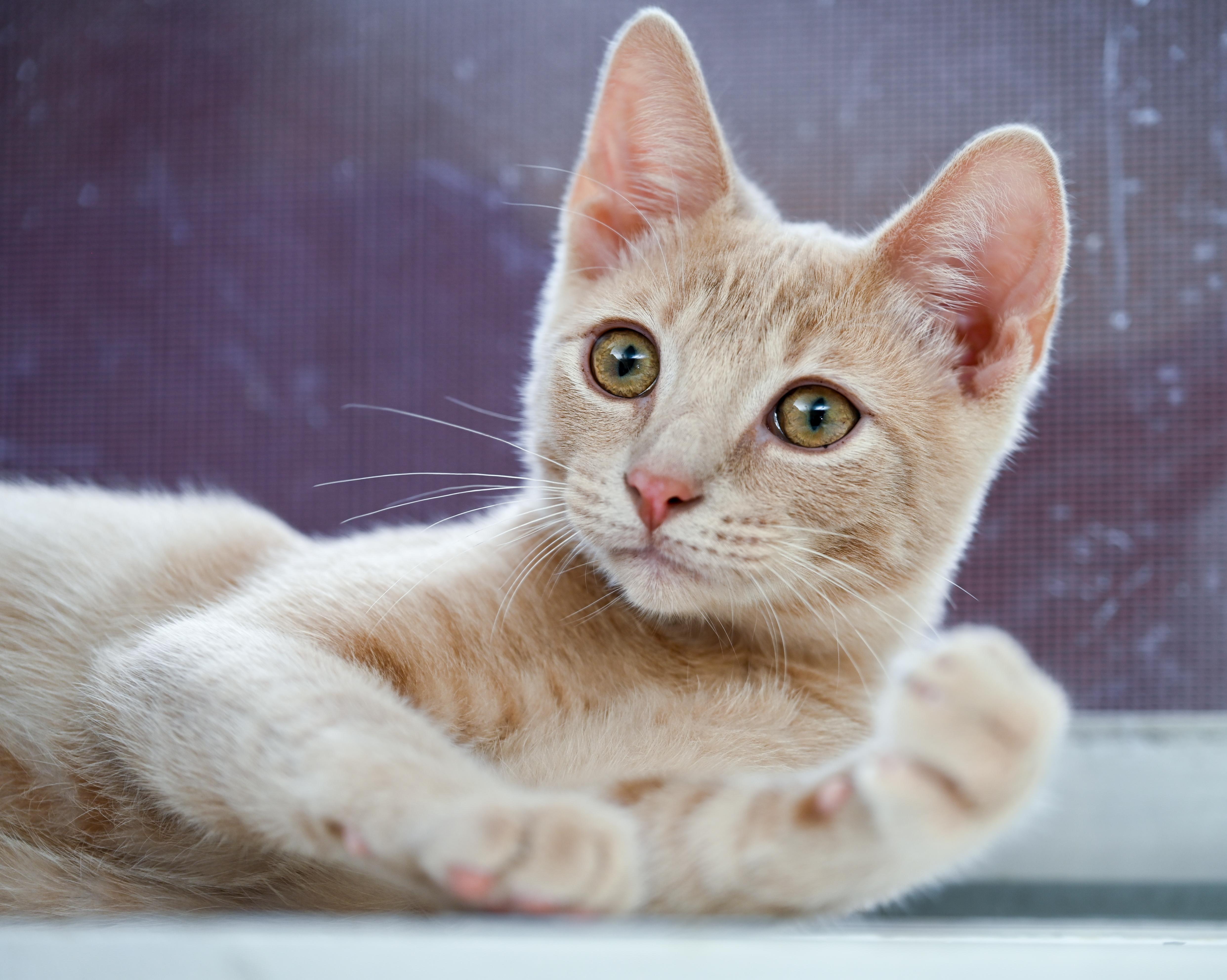 Enlarge Campari, a Adopted mixed breed in Chattanooga, TN image 1/5