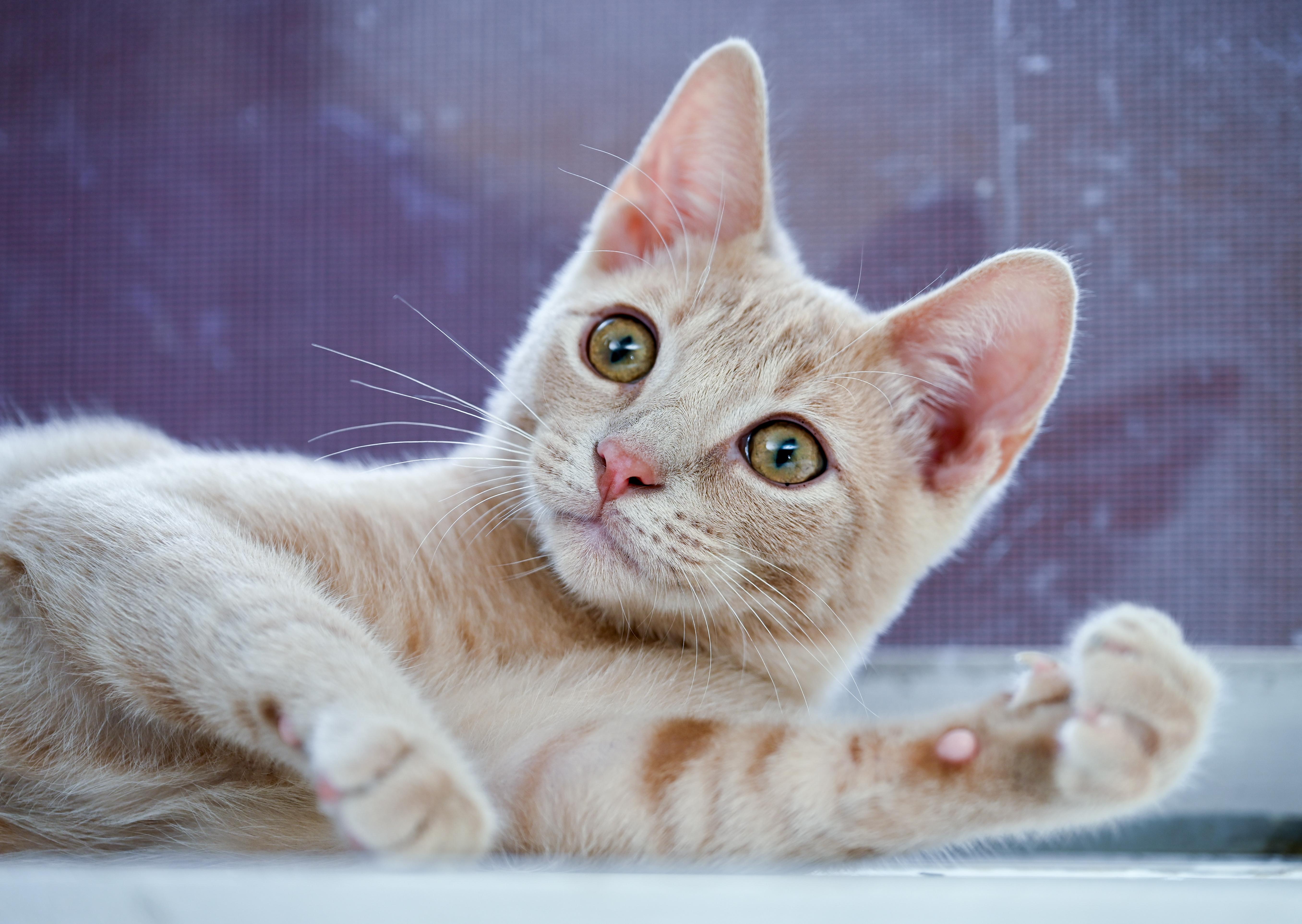 Enlarge Campari, a Adopted mixed breed in Chattanooga, TN image 4/5