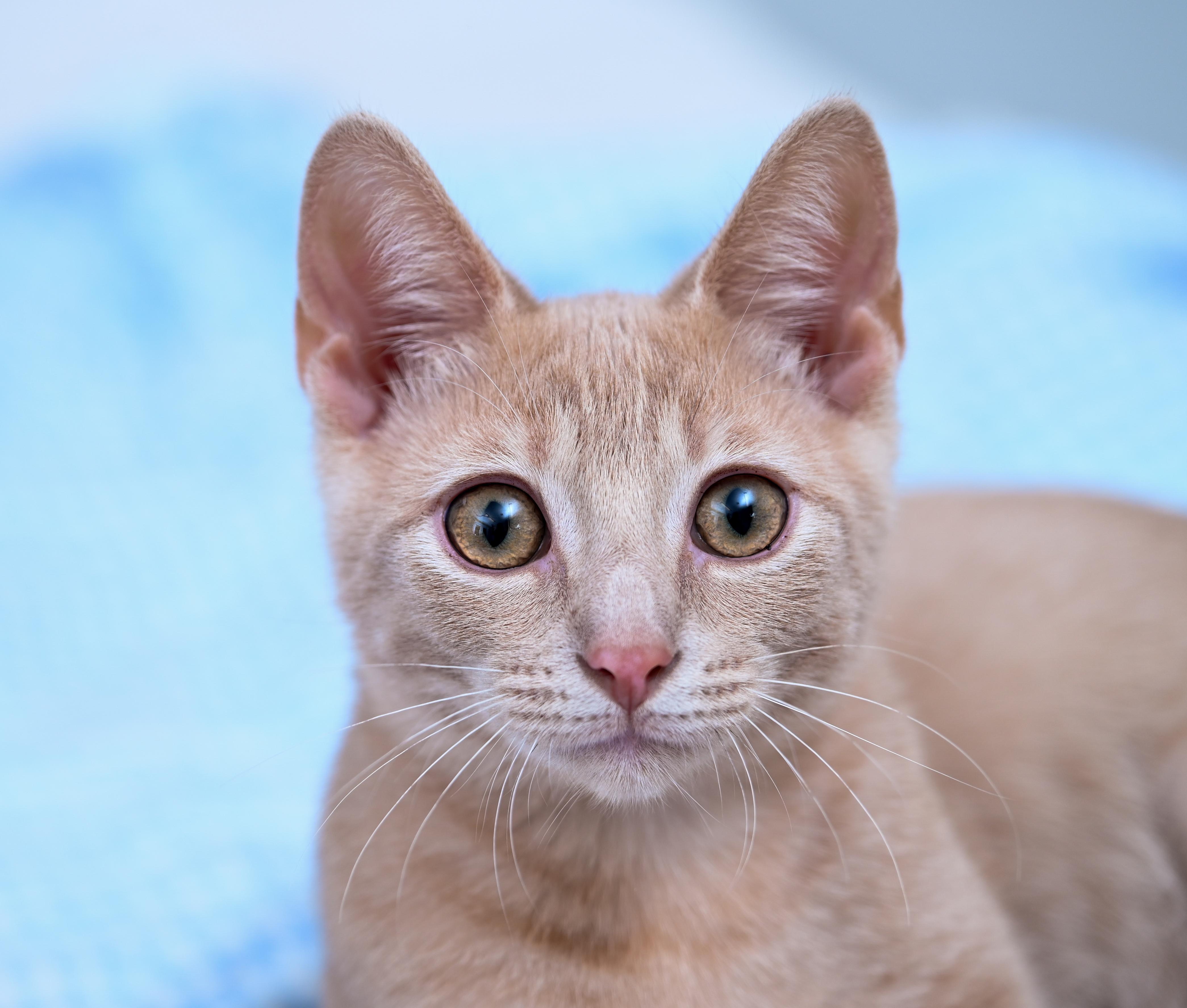 Enlarge Campari, a Adopted mixed breed in Chattanooga, TN image 2/5