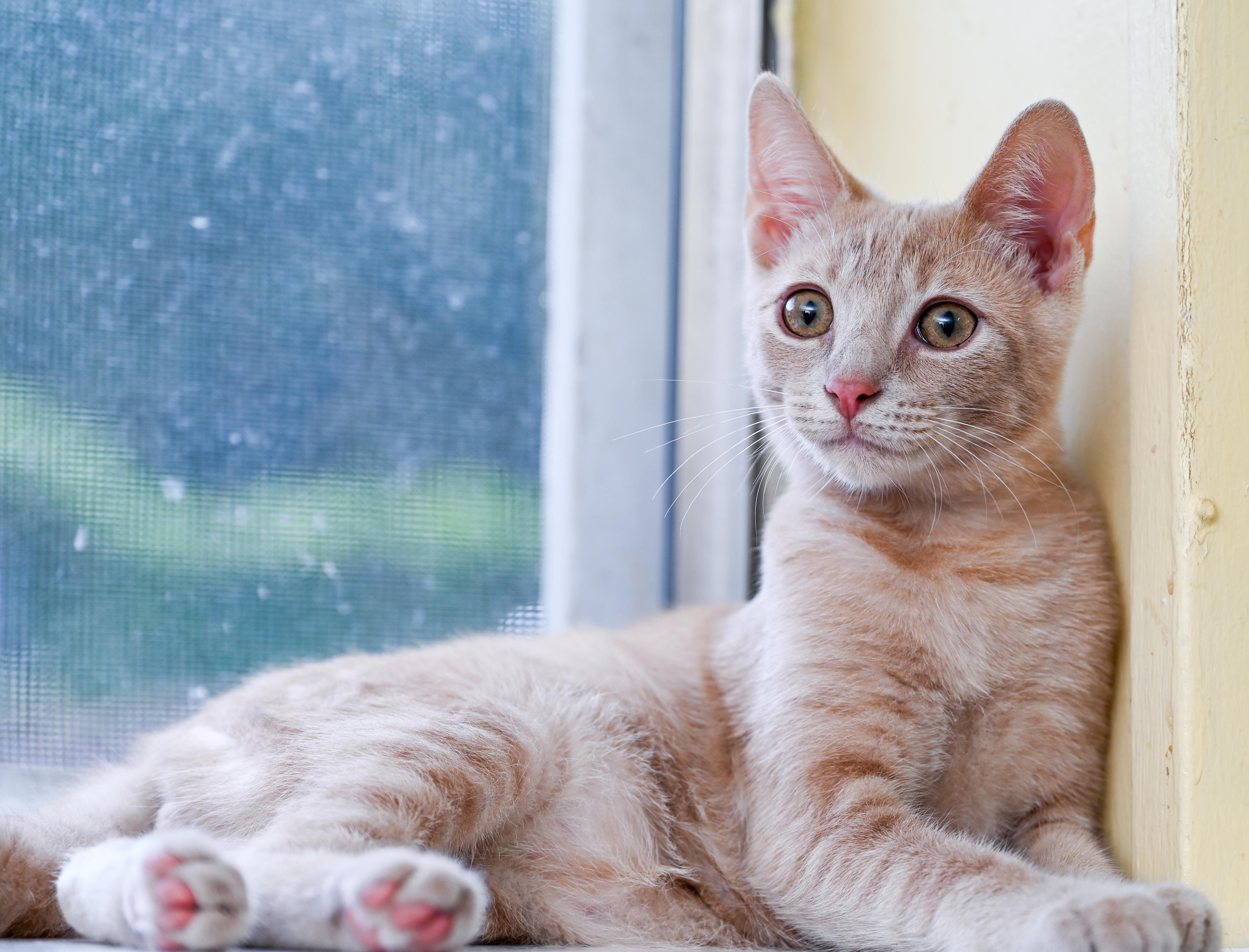 Enlarge Campari, a Adopted mixed breed in Chattanooga, TN image 3/5