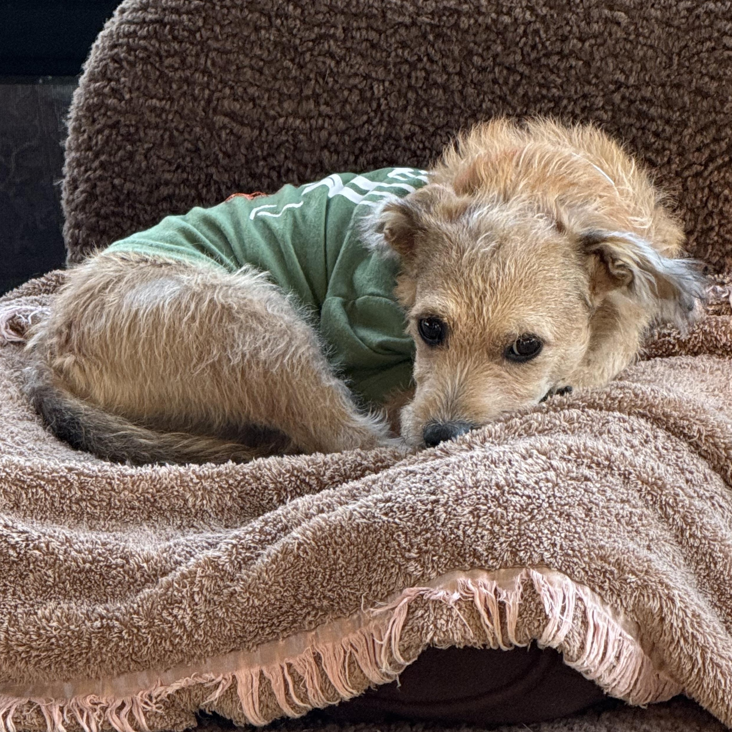 JAKE, a ADOPTABLE mixed breed in los angeles, CA image 4/6