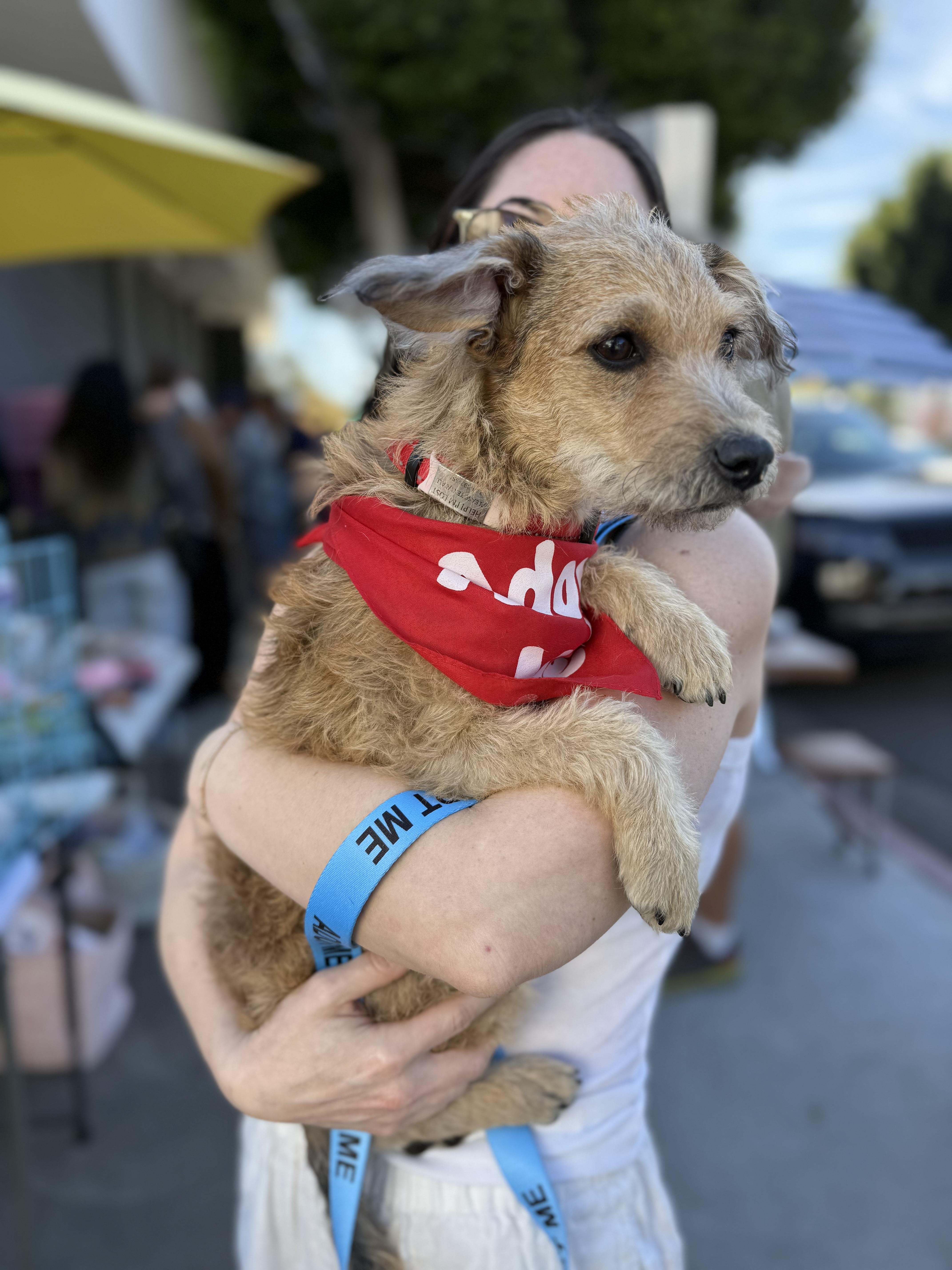 JAKE, a ADOPTABLE mixed breed in los angeles, CA image 5/6