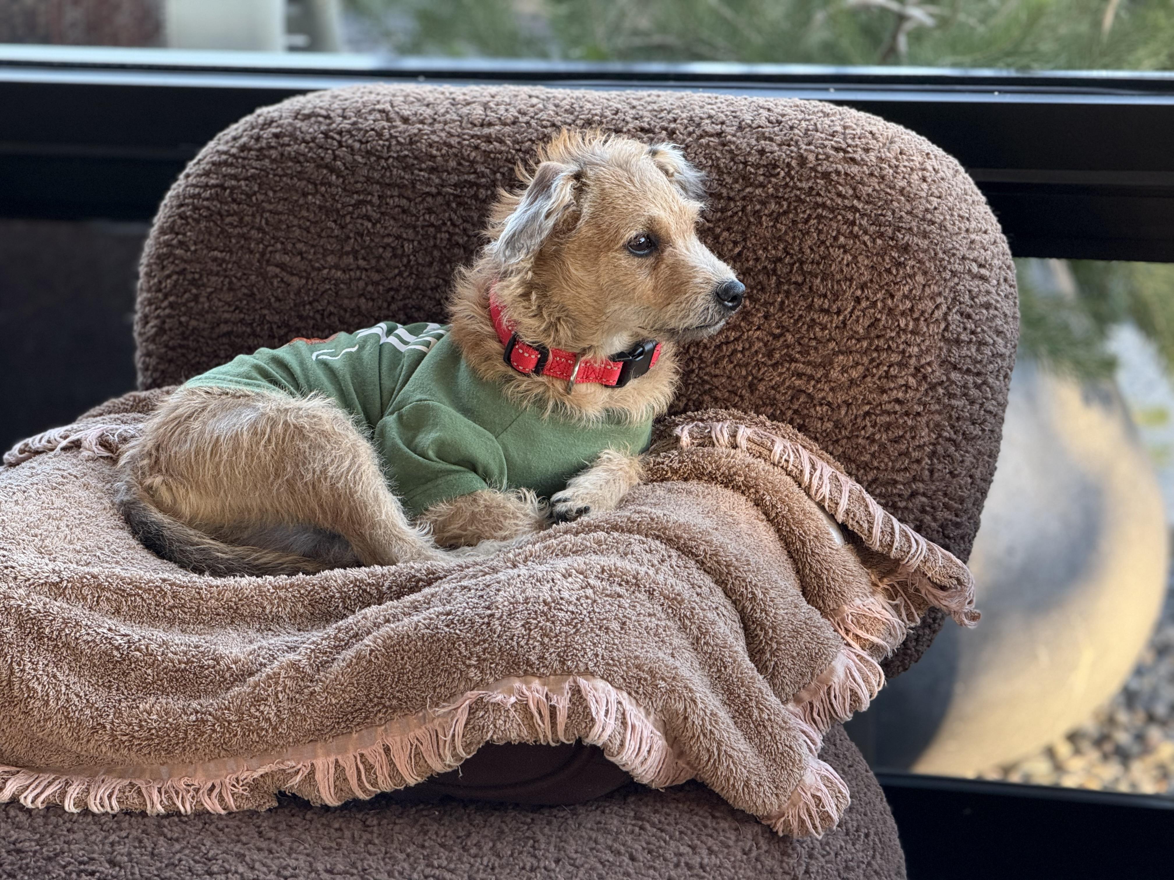 JAKE, a ADOPTABLE mixed breed in los angeles, CA image 3/6