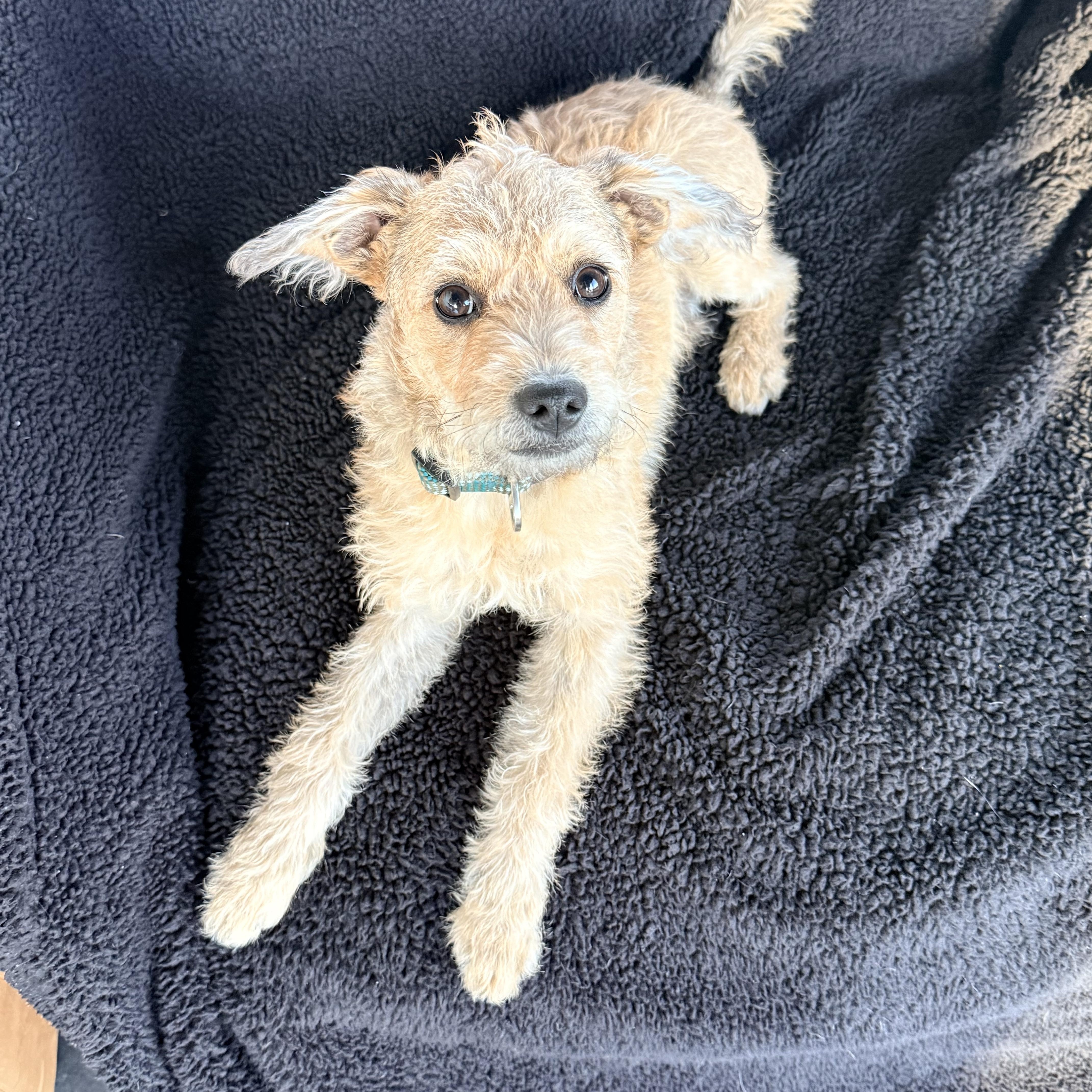 JAKE, a ADOPTABLE mixed breed in los angeles, CA image 1/6