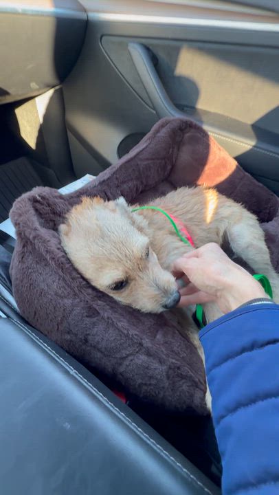 Enlarge JAKE, a ADOPTABLE mixed breed in los angeles, CA video 6/6