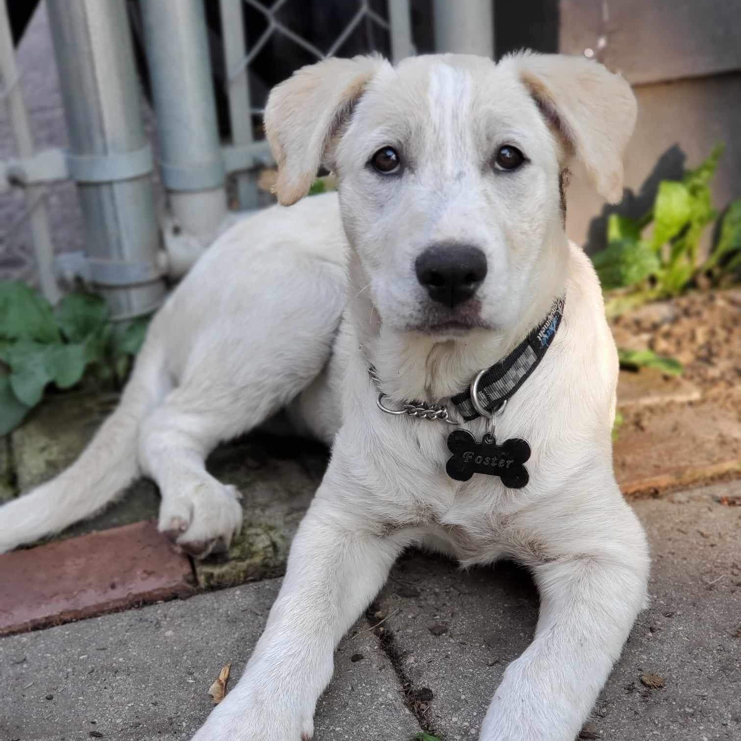 Dog for adoption Lumina, a Labrador Retriever Mix in Winnipeg, MB