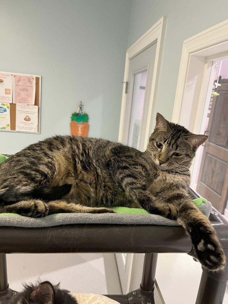 Enlarge Bunny, a Adoptable Domestic Short Hair in North Royalton, OH image 1/2