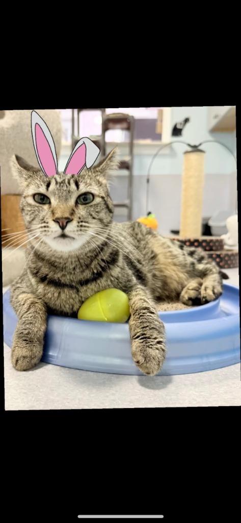 Bunny, Adoptable, Young Female Domestic Short Hair.