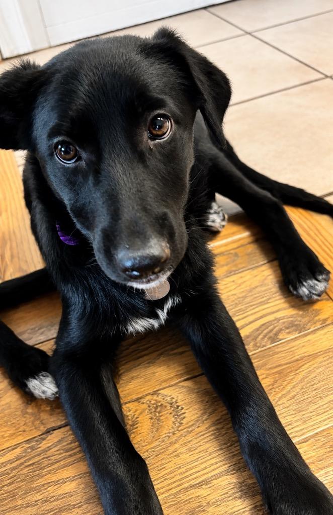 Starling, Adoptable, Puppy Female Border Collie & German Shepherd Dog.