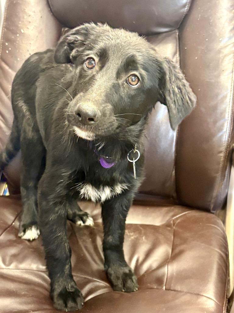 Enlarge Starling, a Adoptable mixed breed in Reno, NV image 2/5