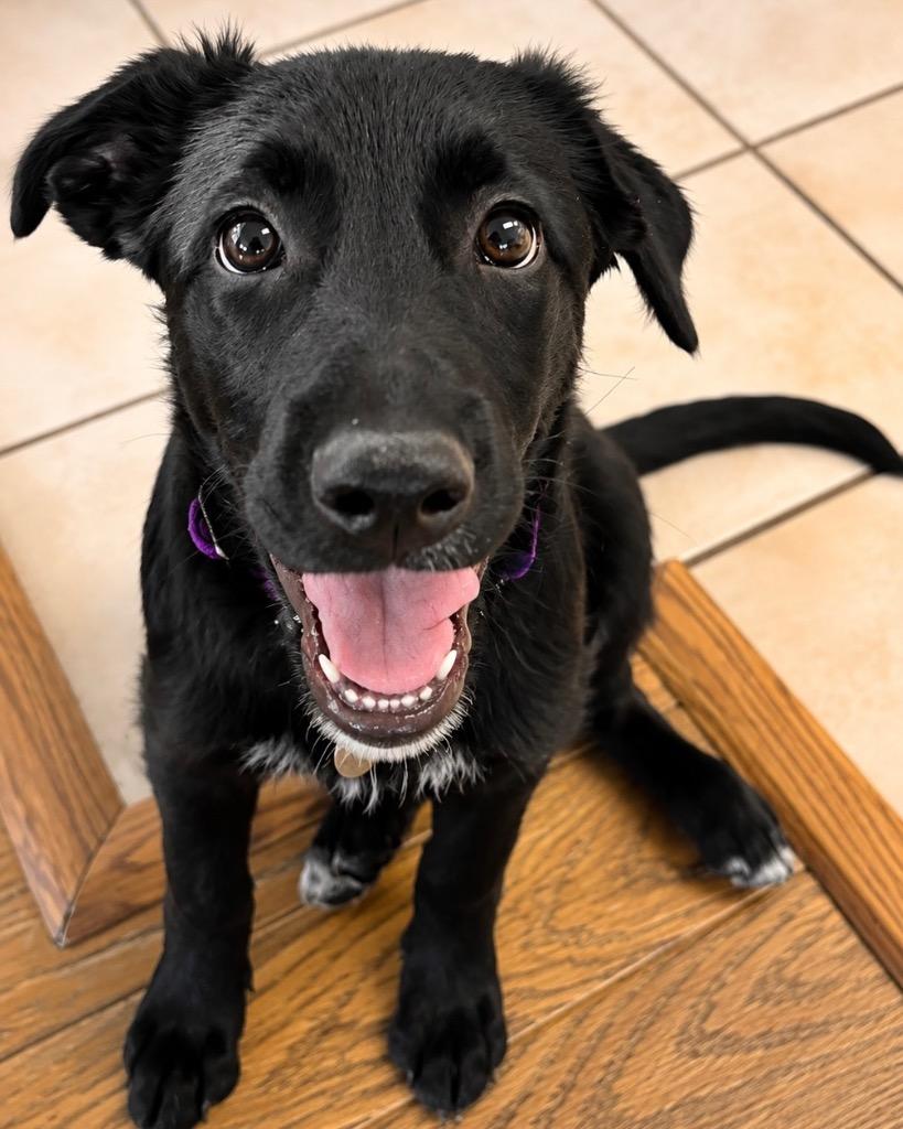 Enlarge Starling, a Adoptable mixed breed in Reno, NV image 3/5